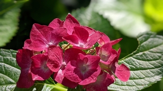 hydrangea