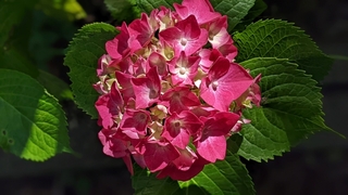 hydrangea