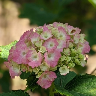 hydrangea