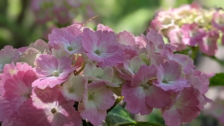 hydrangea