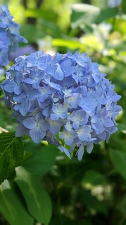 hydrangea