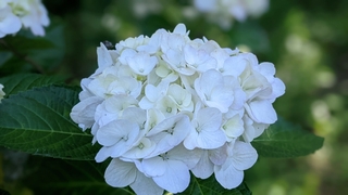 hydrangea