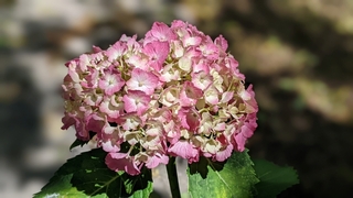 hydrangea