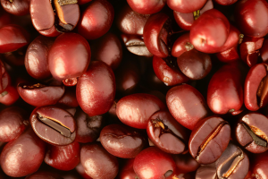 ethiopian_coffee_cherry.png