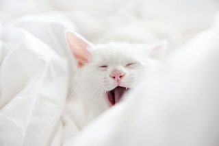 cat yawning.jpg