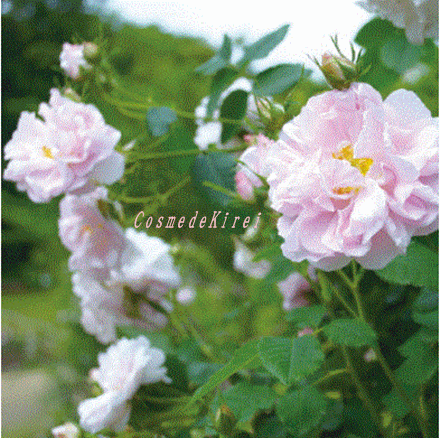 damask-rose.GIF