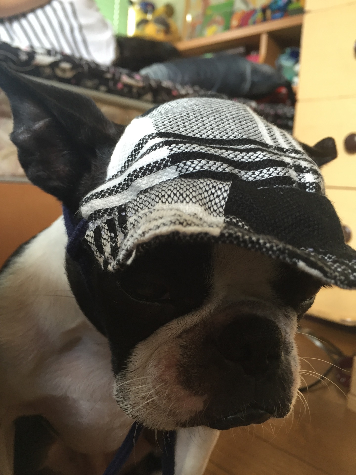 ボストンテリアのカールさんのゆったり生活 夏の熱中症対策 簡単で可愛い犬用の帽子の作り方