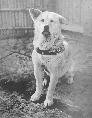 Faithful_Dog_Hachiko_Photo.png