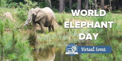 World_Elephant_Day_2021_8.12.20_Email_Header-650x325.jpg