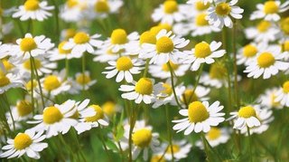 chamomile-796381_640.jpg