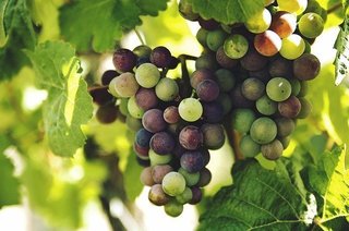 grapes-1246531_640.jpg