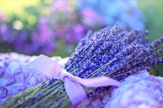 lavender-2482374_640.jpg