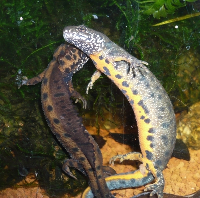 ダニューブクシイモリ: 繁殖について