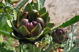 artichoke-1141842__180.jpg