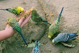 budgerigars-1043671__180.jpg