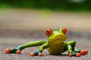 frog-927764__340.jpg