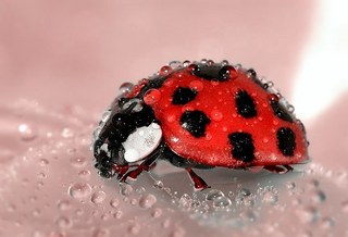 ladybug-1036453__340.jpg