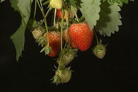 strawberries-764723__180.jpg