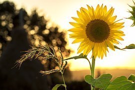 sunflower-1127174__180.jpg