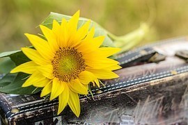 sunflower-1156539__180.jpg