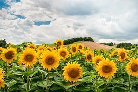 sunflowers-1091637__180.jpg