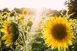 sunflowers-945407__180.jpg