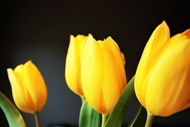 tulip-1031514__180.jpg
