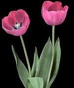tulips-1034109__180.jpg