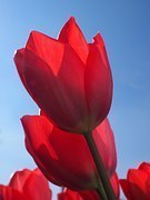 tulips-1117841__180.jpg