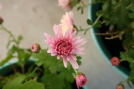chrysanthemum-998368__180.jpg