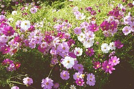 flower-garden-1008663__180.jpg