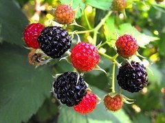 berries-301706__180.jpg