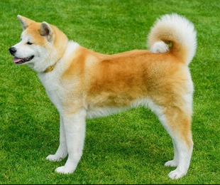 akita.png