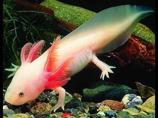 Ambystoma mexicanum.jpg