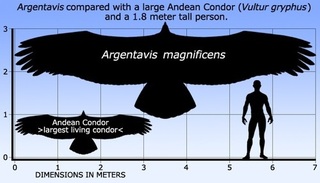 Argentavis magnificens.jpg