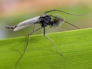 Chironomidae.jpg