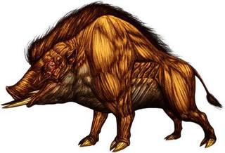 Huge boar.jpg