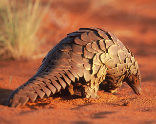 Pangolin.jpg