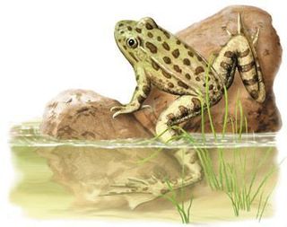 frog Illustration.jpg