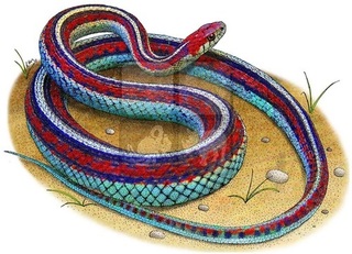 snake Illustration.jpg