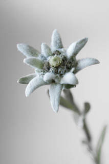 edelweiss still life - edelweiss nature morte (10).jpg