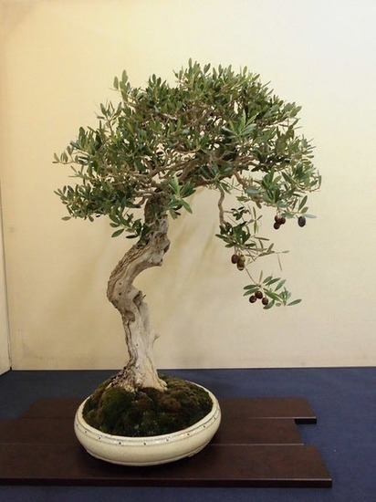 bonsai.jpg