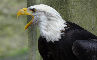 bald-eagles-44243_640.jpg