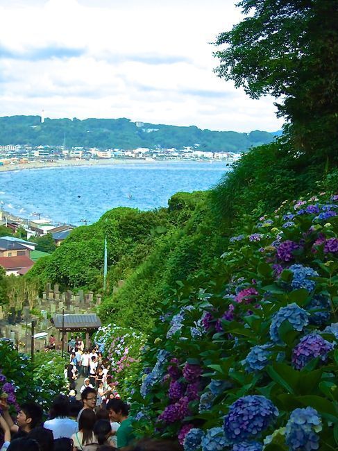 2009_0621kamakura-ajisai20001.jpg