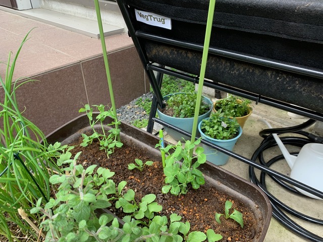 苗図鑑 美笹えんどう 絹さやエンドウのツルなし種 Vegtrug Gardening