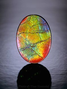 Ammolite.jpg