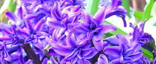 Hyacinthus orientalis.jpg