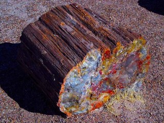 Petrified Wood.jpg