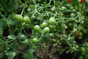 3-D12018-VEG-1085.jpg