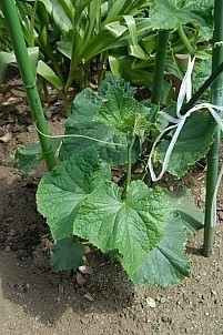 D12018-VEG-0718.jpg